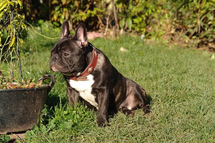 Fransk bulldog Lui Aimeé Coco Chanel billede 14