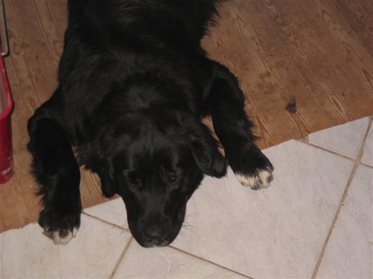 Blanding af racer Lulu billede 20