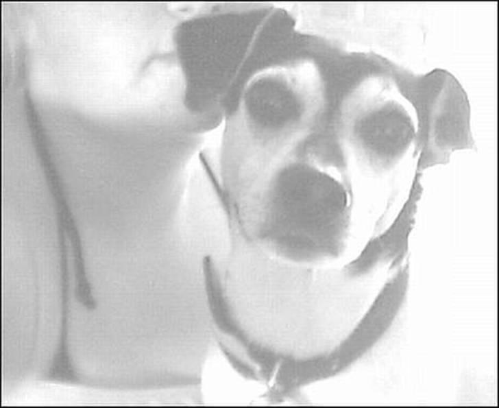 Dansk svensk gaardhund Nicky billede 10