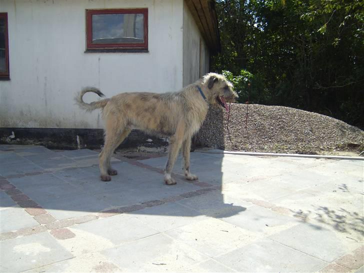 Irsk ulvehund jako - et billede fra da vi var ude og lege ved en kuld bror  billede 1