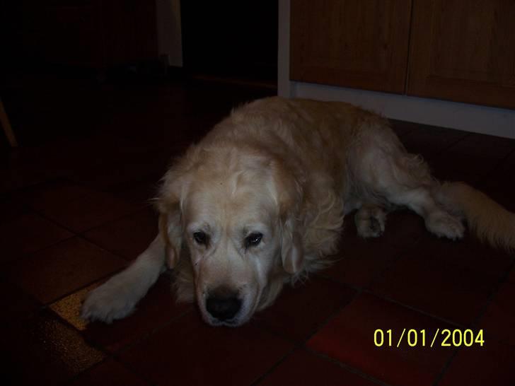 Golden retriever Golden Julius (Bamse) Død billede 7