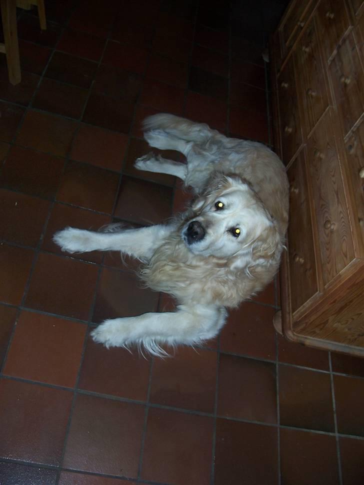 Golden retriever Golden Julius (Bamse) Død billede 8
