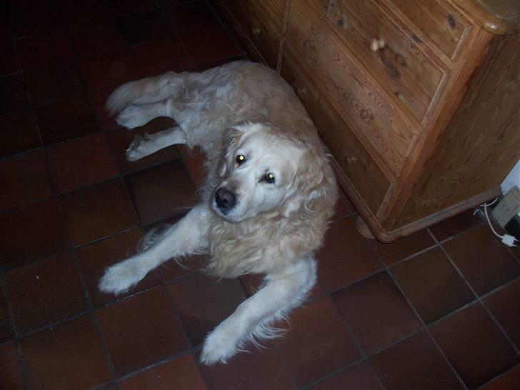 Golden retriever Golden Julius (Bamse) Død billede 9