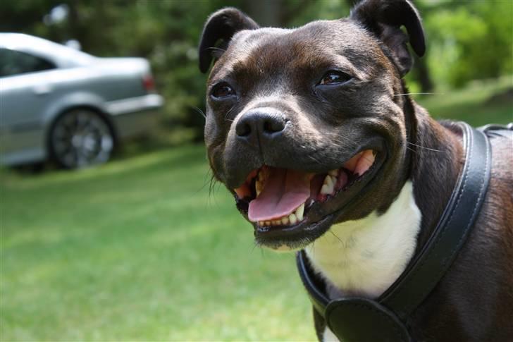 Staffordshire bull terrier Liva <3 - **NYT** 1. Juli 2009 billede 19