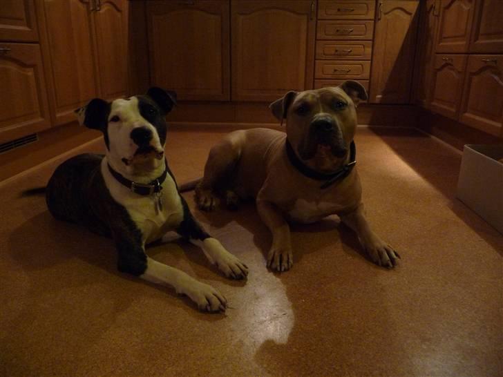 Amerikansk staffordshire terrier freja billede 12