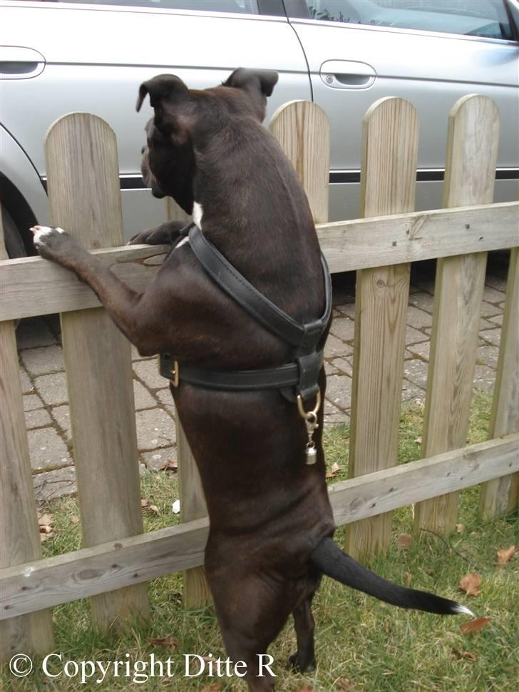 Staffordshire bull terrier Liva <3 - NYT 14.03.09 billede 20