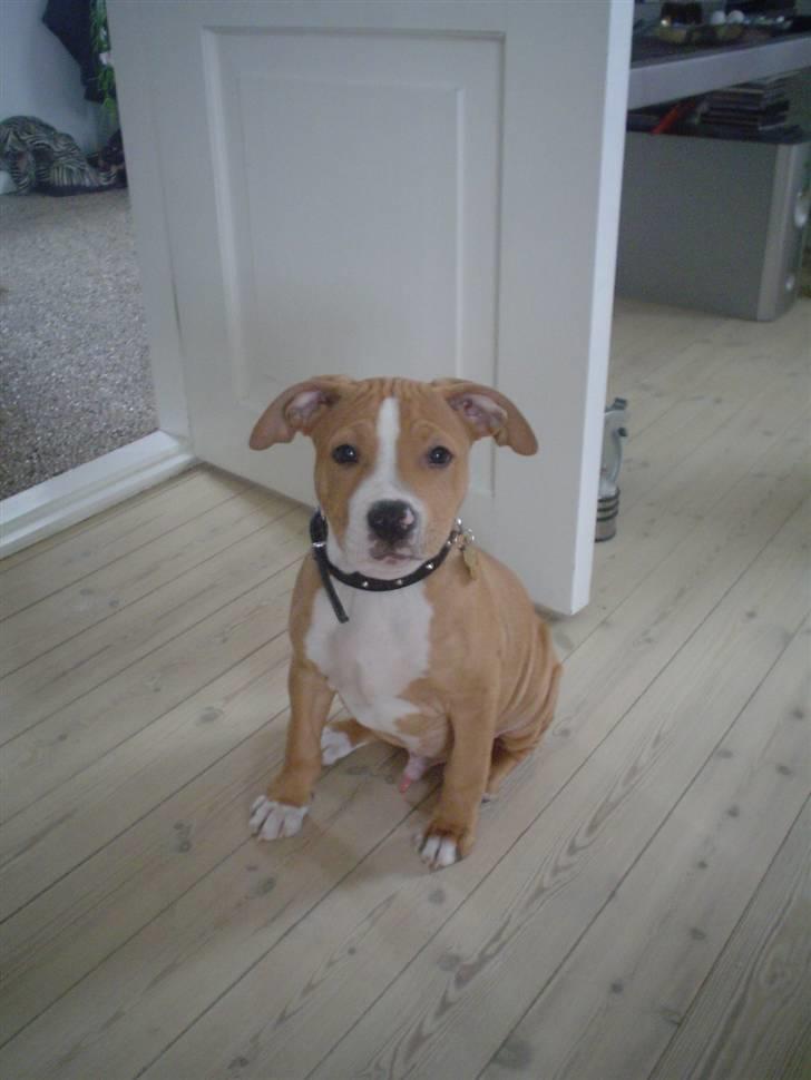 Blanding af racer PACO - DU er så fin billede 1