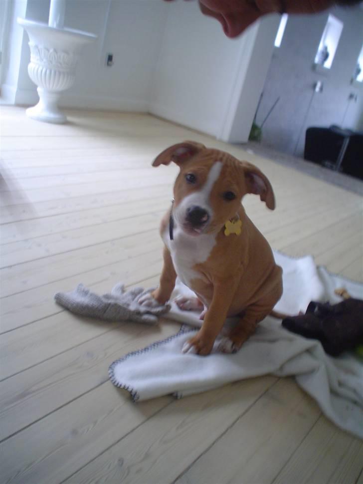 Blanding af racer PACO - Neeej!!!!!! Mor gider ikke alle de billeder billede 2