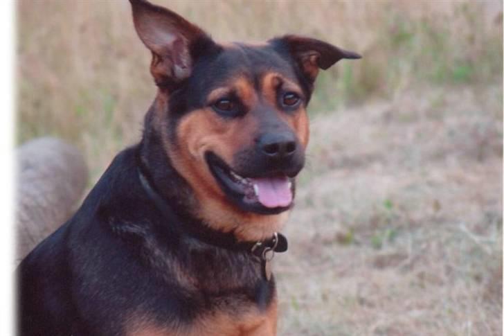 Blanding af racer Snif billede 5