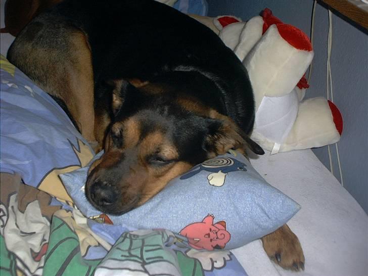 Blanding af racer Snif billede 6