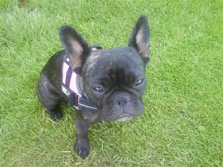 Fransk bulldog Flora billede 5
