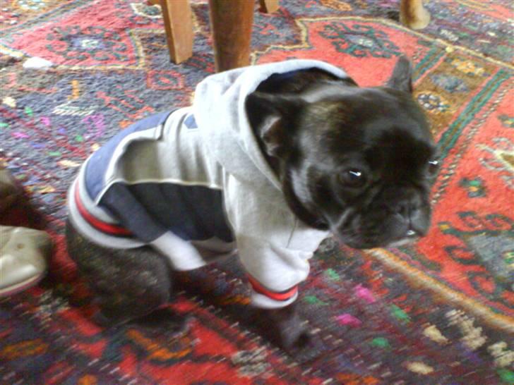 Fransk bulldog Flora billede 6