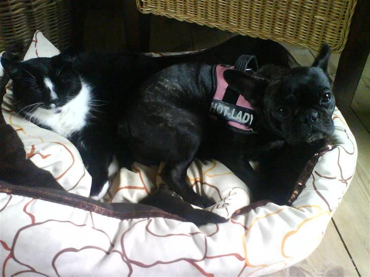 Fransk bulldog Flora - min lille kæreste  billede 7