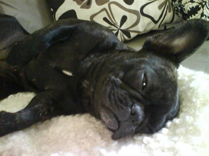 Fransk bulldog Flora - så tager man sig lige en slapper billede 8