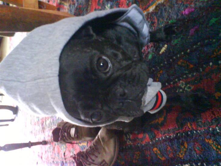 Fransk bulldog Flora - Gangstar dog $ billede 9