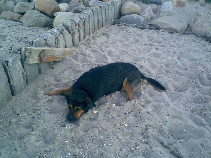 Blanding af racer Snif billede 7