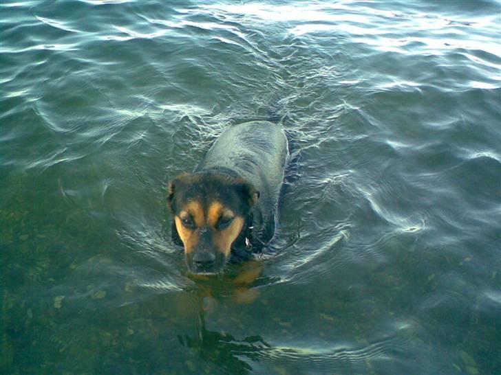 Blanding af racer Snif billede 8