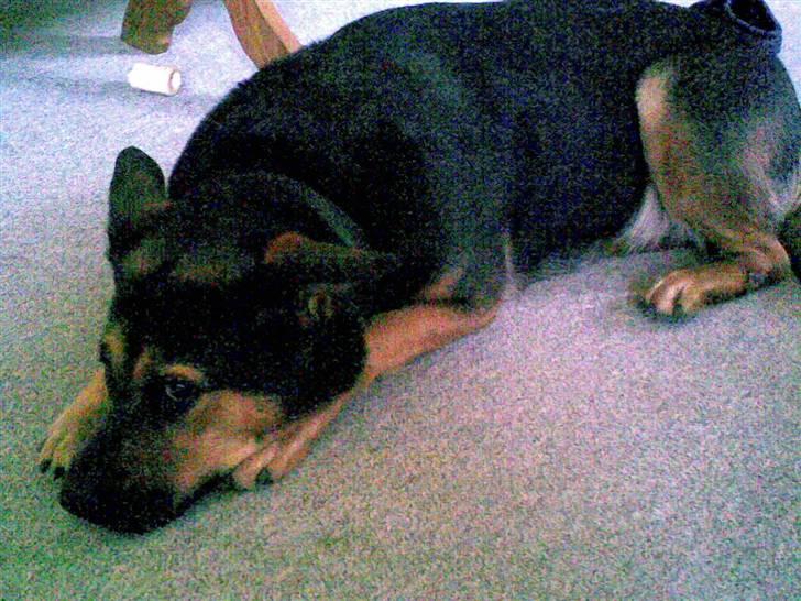 Blanding af racer Snif billede 9