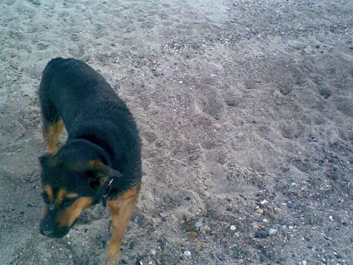 Blanding af racer Snif billede 10