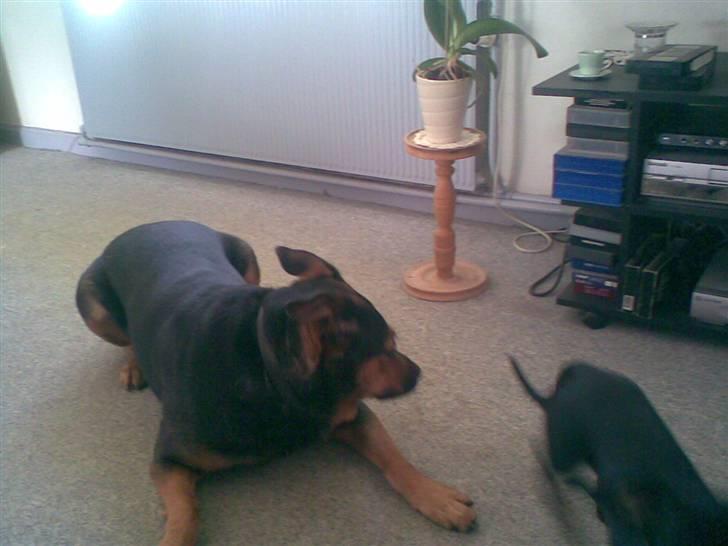 Blanding af racer Snif billede 11