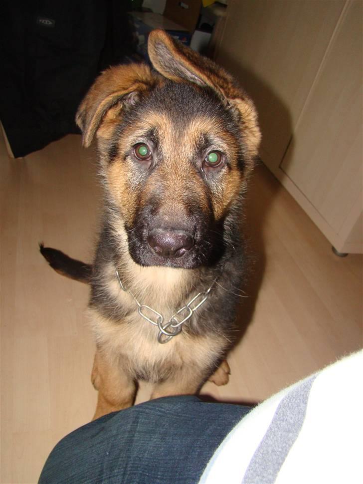 Schæferhund Dee-Jay billede 1