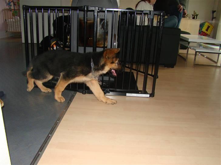 Schæferhund Dee-Jay billede 2