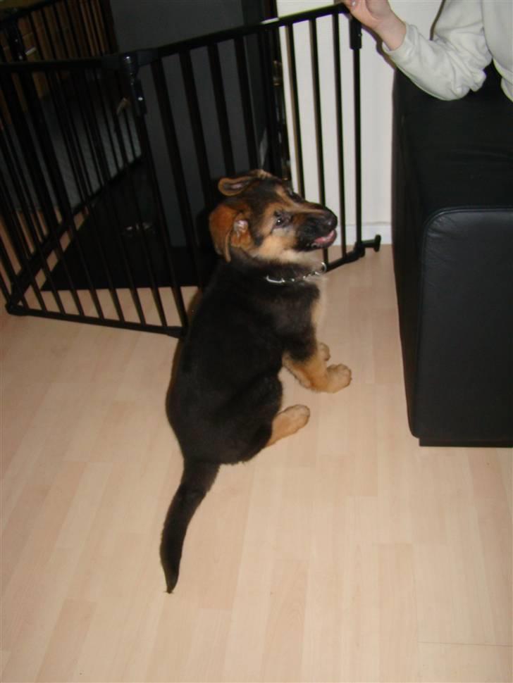 Schæferhund Dee-Jay billede 3