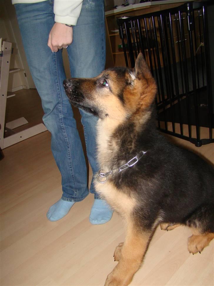 Schæferhund Dee-Jay billede 4