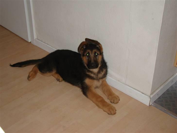 Schæferhund Dee-Jay billede 5