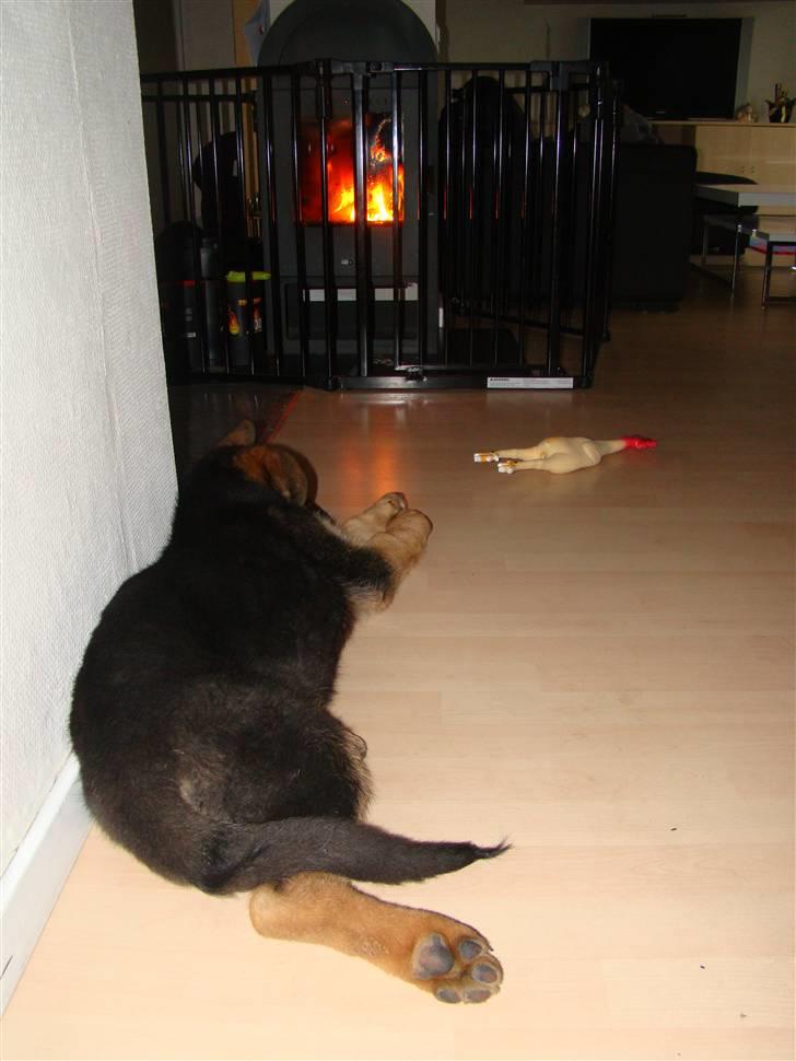 Schæferhund Dee-Jay billede 6