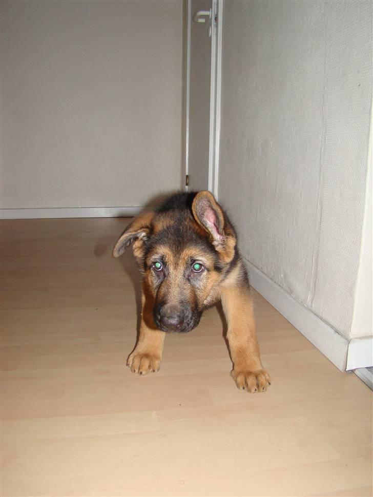 Schæferhund Dee-Jay billede 7