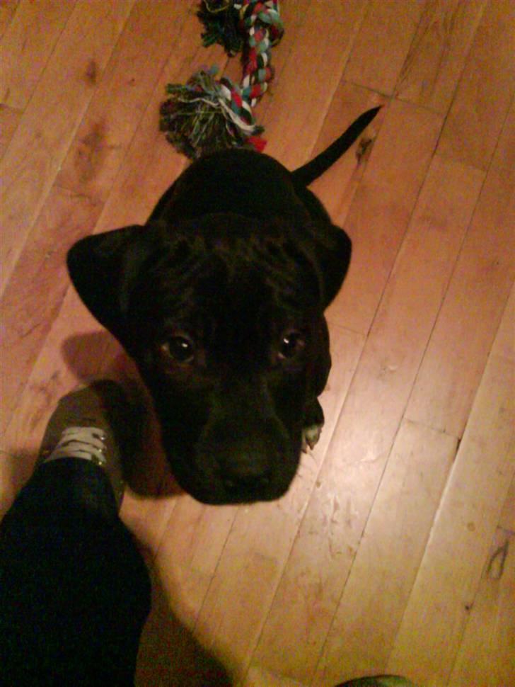 Blanding af racer amstaff/labradore   Kanzi - du ved du ik kan stå for mig billede 12