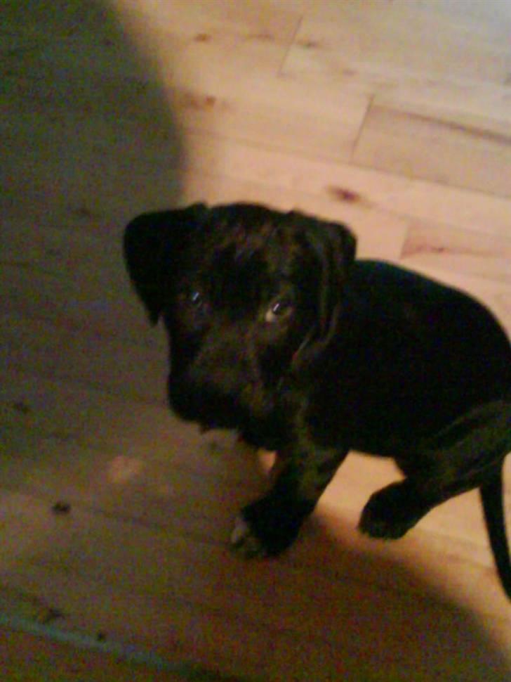 Blanding af racer amstaff/labradore   Kanzi - hva nu? hva siger du nu? billede 14