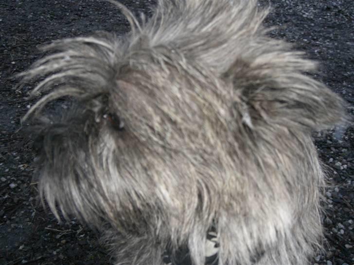 Cairn terrier Maddie billede 7
