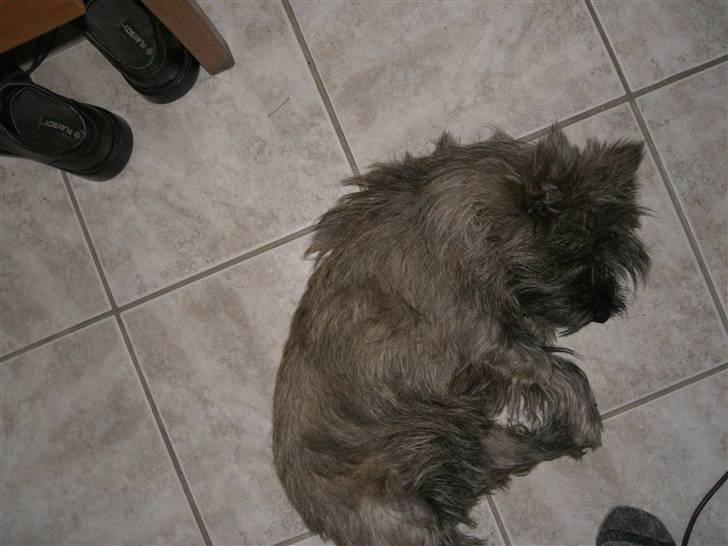 Cairn terrier Maddie billede 8
