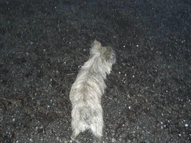 Cairn terrier Maddie billede 9