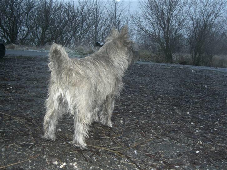 Cairn terrier Maddie billede 10