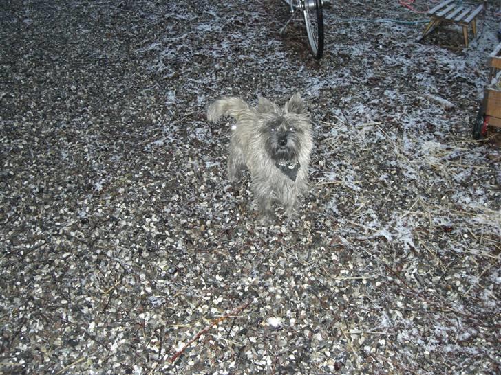 Cairn terrier Maddie billede 11