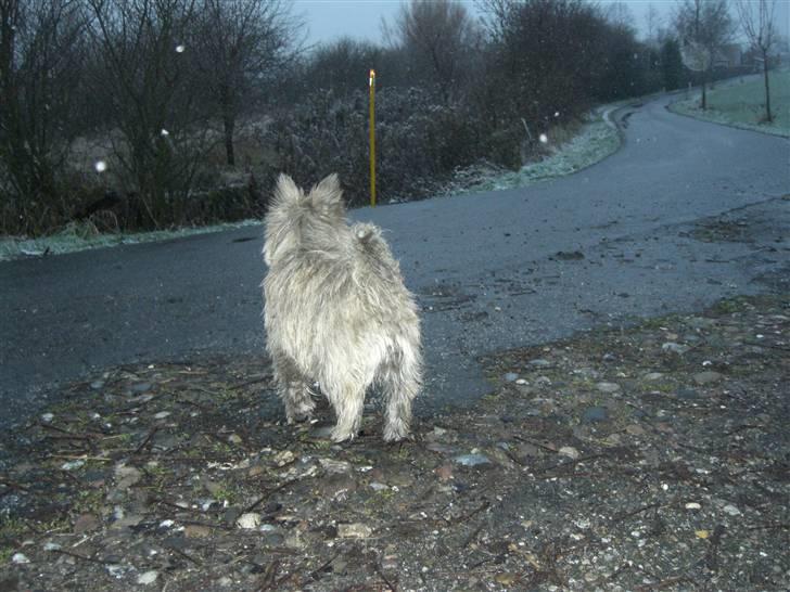 Cairn terrier Maddie billede 12