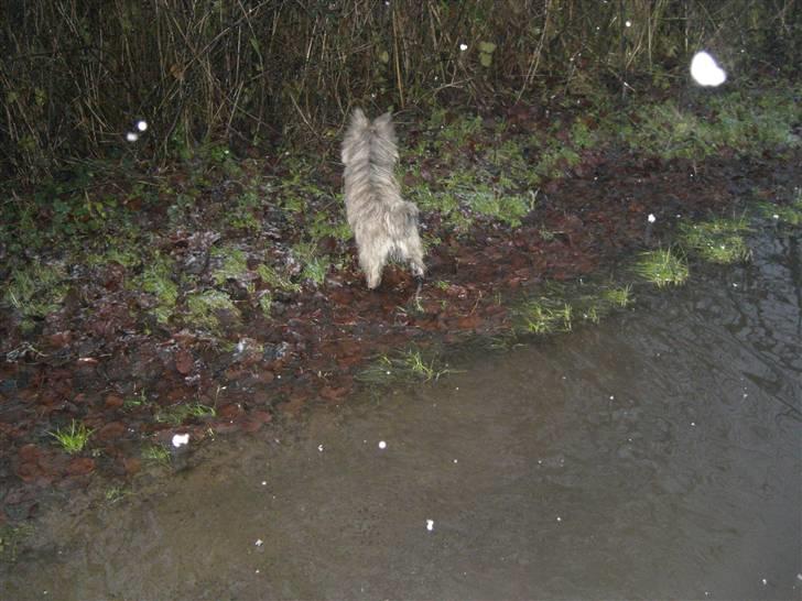 Cairn terrier Maddie billede 13