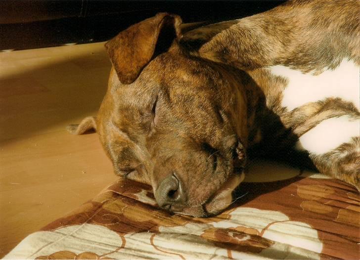 Amerikansk bulldog ****Donna**** himmelhund billede 1