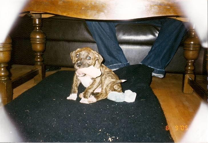 Amerikansk bulldog ****Donna**** himmelhund billede 2