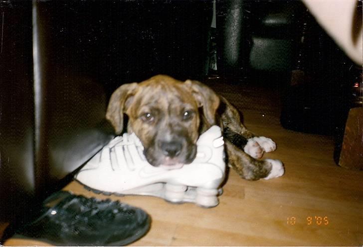 Amerikansk bulldog ****Donna**** himmelhund billede 3