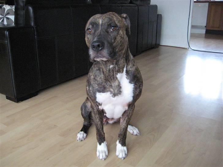 Amerikansk bulldog ****Donna**** himmelhund billede 4