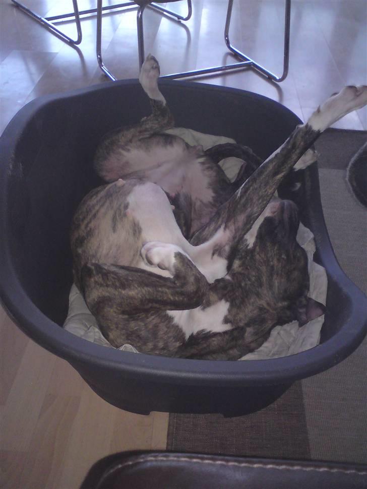 Amerikansk bulldog ****Donna**** himmelhund billede 5