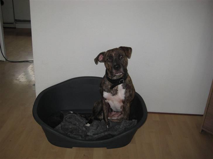 Amerikansk bulldog ****Donna**** himmelhund billede 6