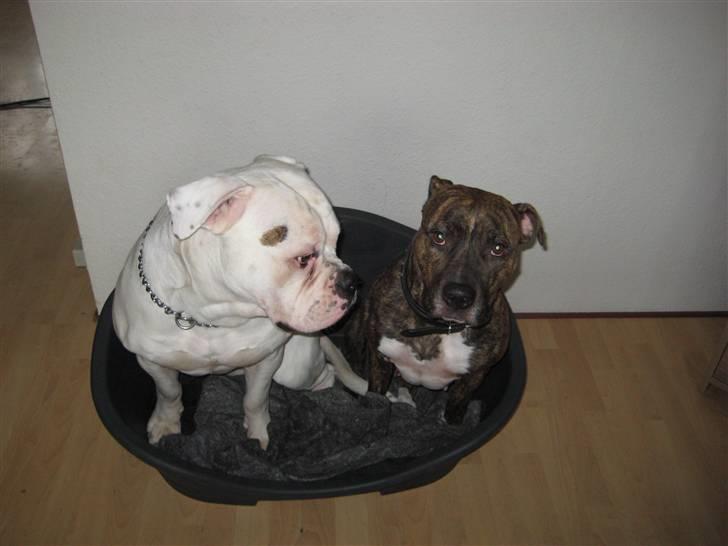 Amerikansk bulldog ****Donna**** himmelhund billede 7