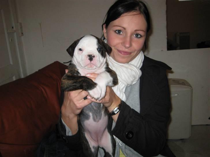 Amerikansk bulldog ****Daisy**** himmelhund <3 billede 4