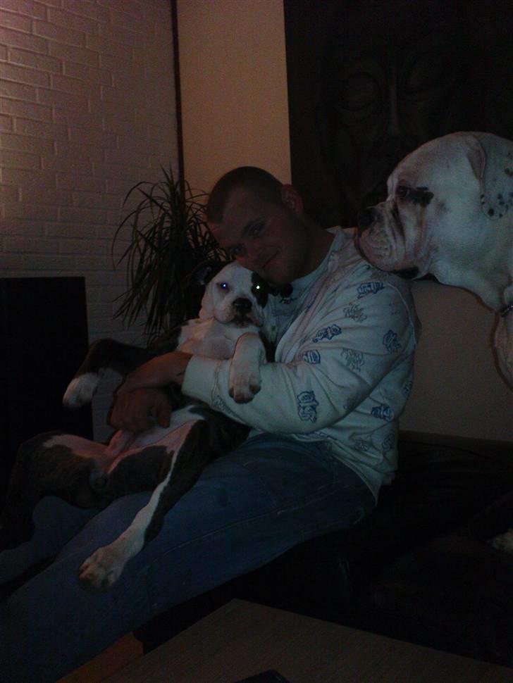 Amerikansk bulldog ****Daisy**** himmelhund <3 billede 5