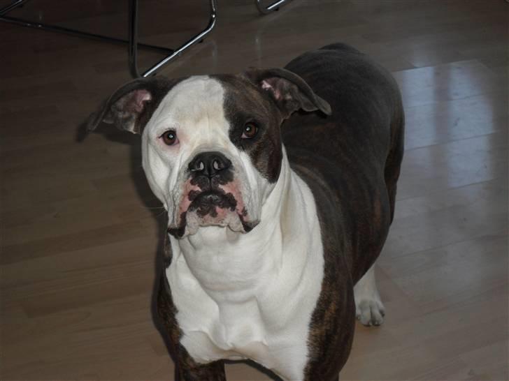 Amerikansk bulldog ****Daisy**** himmelhund <3 billede 6